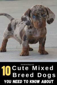 10 Adorable Mixed-Breed Dogs You’Ll Fall in Love With