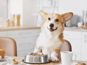 10 Healthy Human Foods Dogs Can Eat