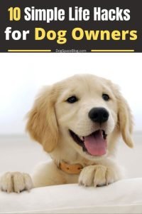 10 Simple Life Hacks for Dog Owners
