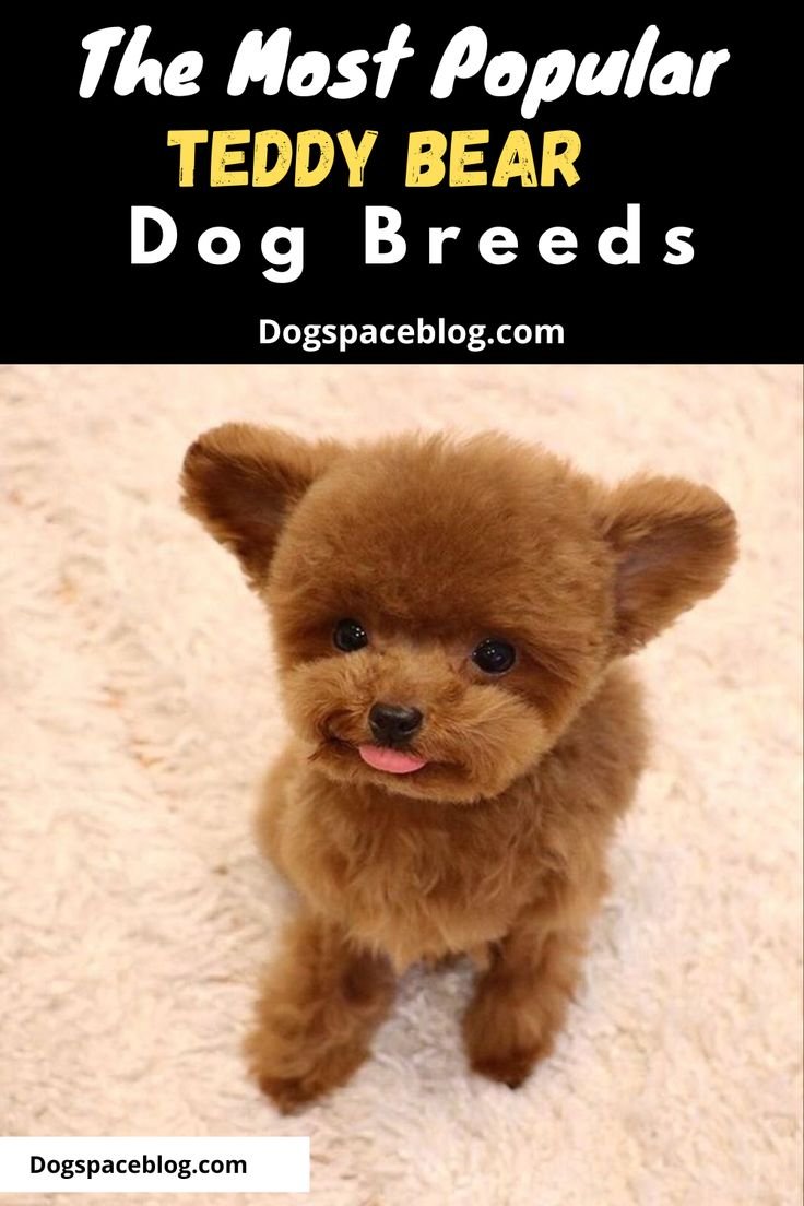 10 Teddy Bear Dog Breeds: Adorable And Cute Dogs That Look Like Cuddly Toys