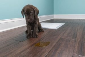 10 Things Dog Parents Should Know About Potty Training