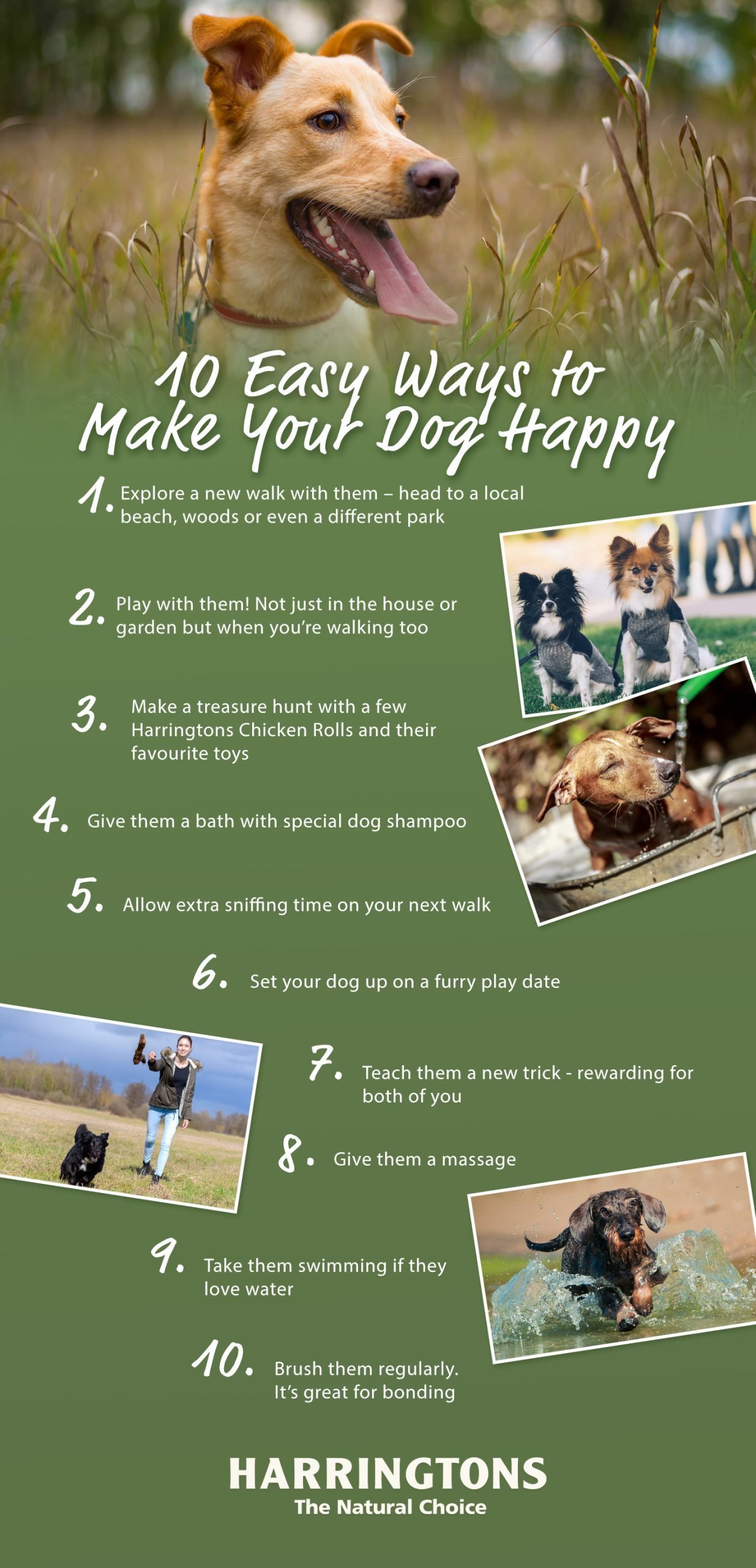 10 Ways To Make Your Dog Happy