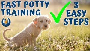 3 Steps to Housetraining a Dog