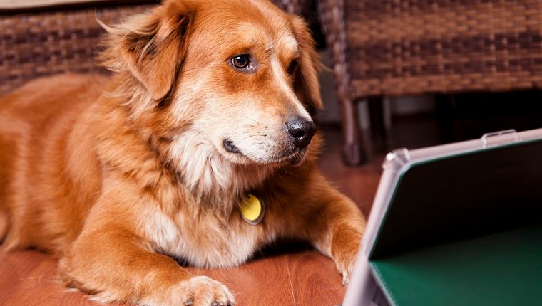 5 Amazon Alexa Skills That Can Help You Train And Calm Your Dog