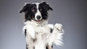 5 Cool Tiktok Dog Tricks to Try During National Train Your Dog Month