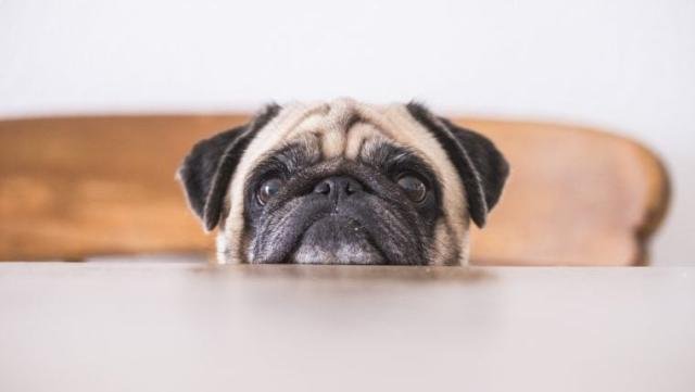 5 Effective Strategies To Deal With a Begging Dog