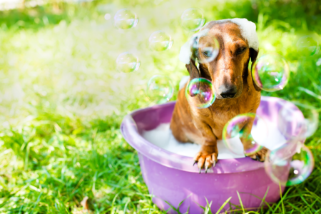 5 Essential Dog Grooming Practices for Pet Health