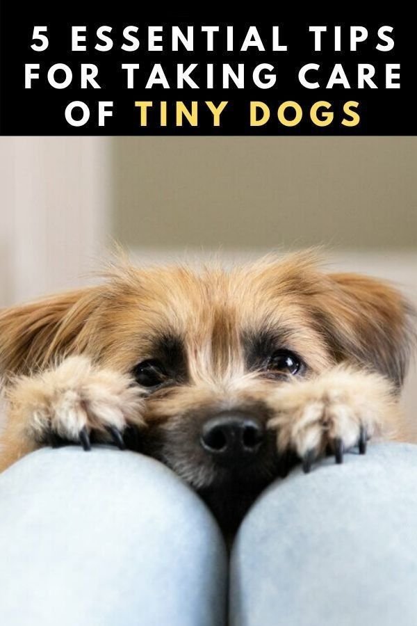 5 Essential Tips for Taking Care of Tiny Dogs