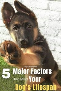 5 Major Factors That Affect Your Dog’S Lifespan