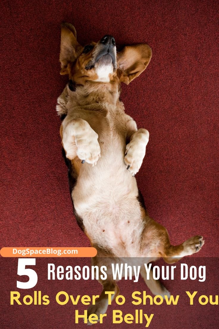 5 Reasons Why Your Dog Rolls Over To Show You Her Belly