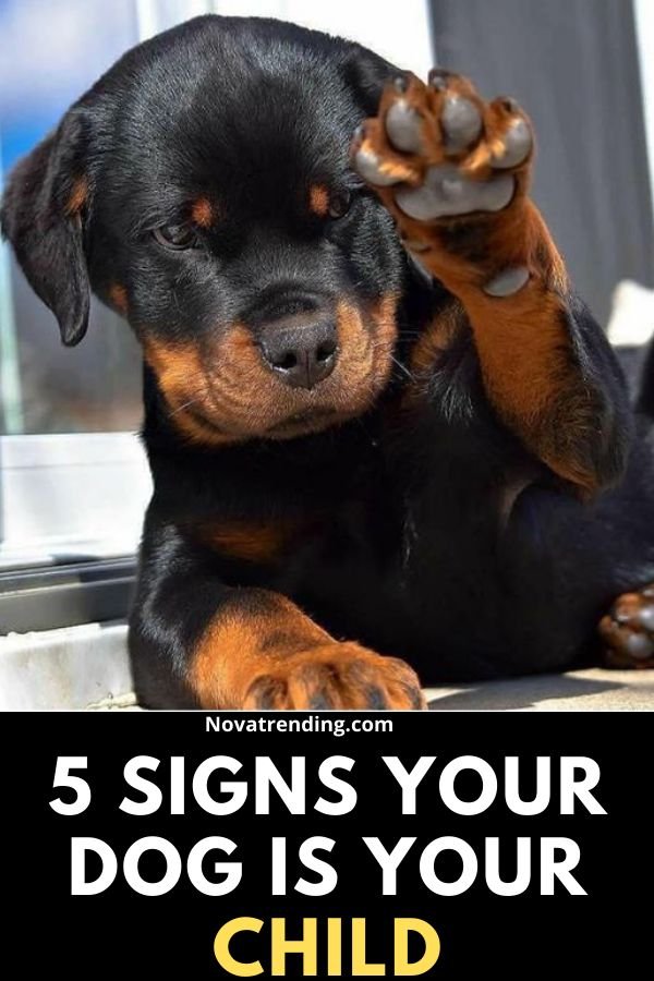 5 Signs Your Dog is Your Child