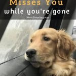 5 Signs Your Dog Misses You While You’Re Gone