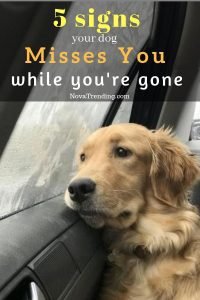 5 Signs Your Dog Misses You While You’Re Gone