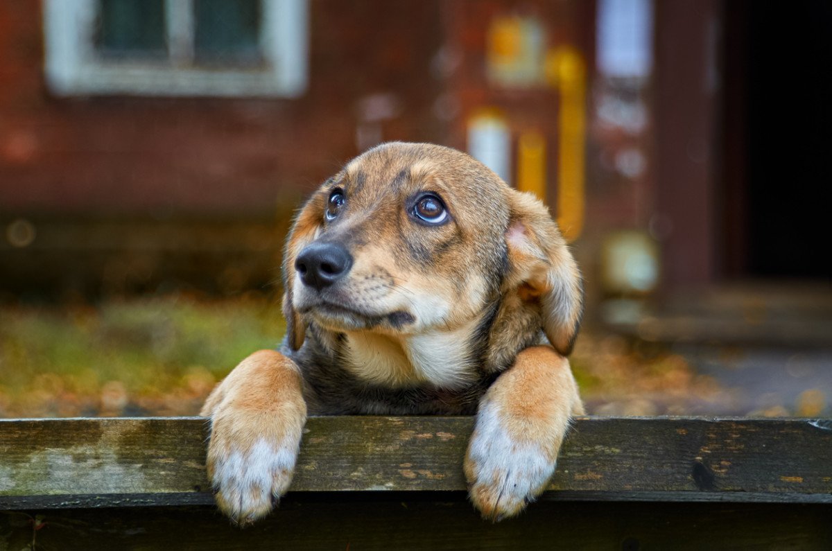 5 Things You Might Be Doing That Hurt Your Dog’S Feelings
