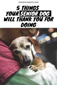 5 Things Your Senior Dog Will Thank You For Doing
