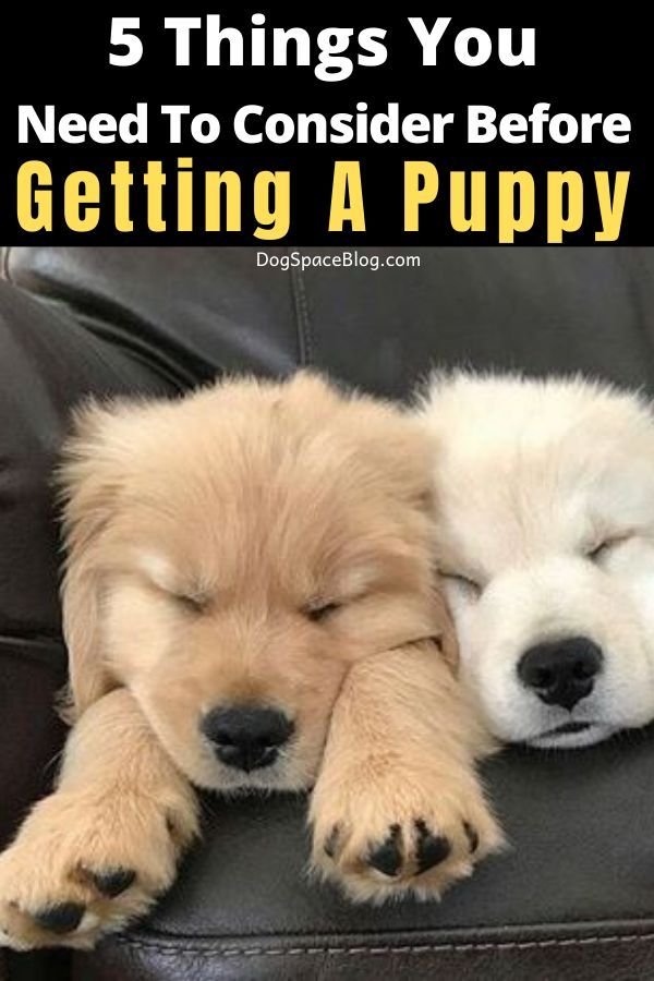 5 Tips for Making the First Days With Your New Puppy Easier