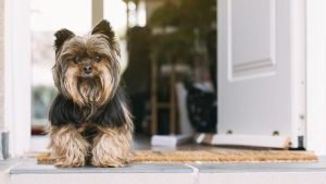 5 Tricks for a Well Behaved Dog