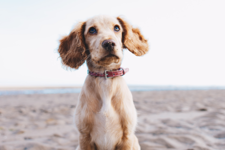 About 5 Ways to Read Your Dog’S Body Language