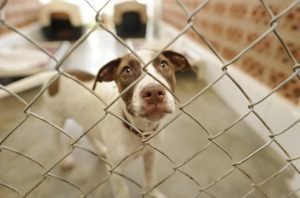6 Mistakes to Avoid When Adopting a Shelter Dog