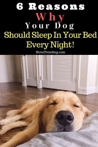 6 Reasons Why Your Dog Should Sleep in Your Bed Every Night!