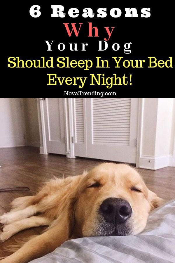 6 Reasons Why Your Dog Should Sleep in Your Bed Every Night!