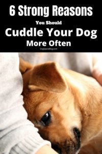 6 Strong Reasons You Should Cuddle Your Dog More Often
