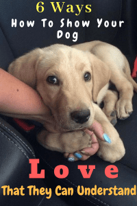 6 Ways To Show Your Dog Love That They Can Understand