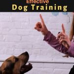 7 Best Dog Training Tips for Successful And Effective Dog Training