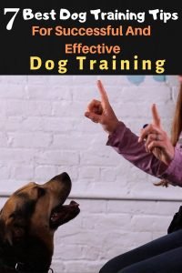 7 Best Dog Training Tips for Successful And Effective Dog Training