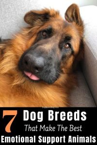 7 Dog Breeds That Make The Best Emotional Support Animals
