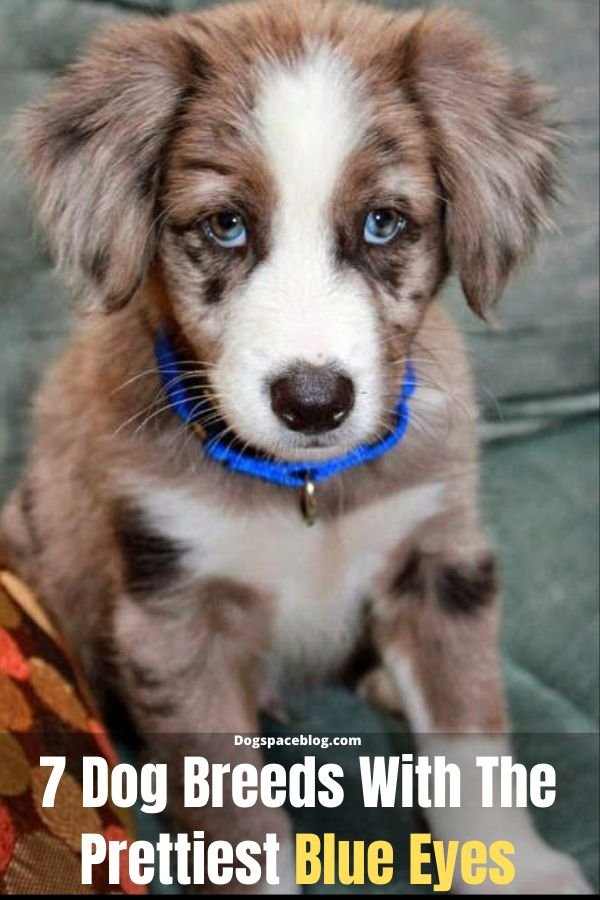 7 Dogs With Absolutely Breathtaking Blue Eyes