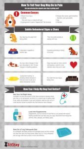 7 Warning Signs That Your Dog Is in Pain