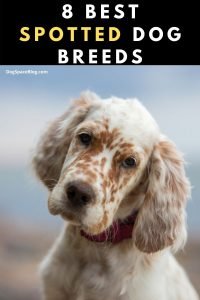 8 Best Spotted Dog Breeds