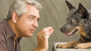 8 Common Mistakes Pet Parents Make When Training Their Dogs