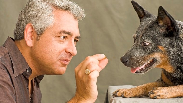 8 Common Mistakes Pet Parents Make When Training Their Dogs