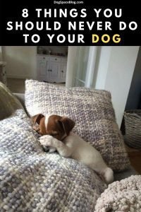 8 Things You Should Never Do To Your Dog