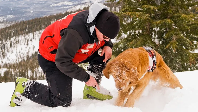 Avalanche Search And Rescue School Makes Training Fun For Dogs