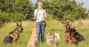 Basic Obedience Commands: Sit