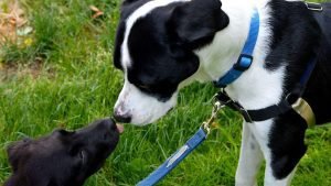 Bringing Home a Second Dog: Tips for a Good First Meeting