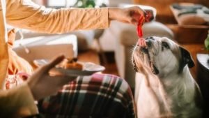 Common Mistakes New Dog Owners Make