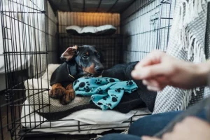 Crate Training Your Dog: Everything Pet Parents Should Know