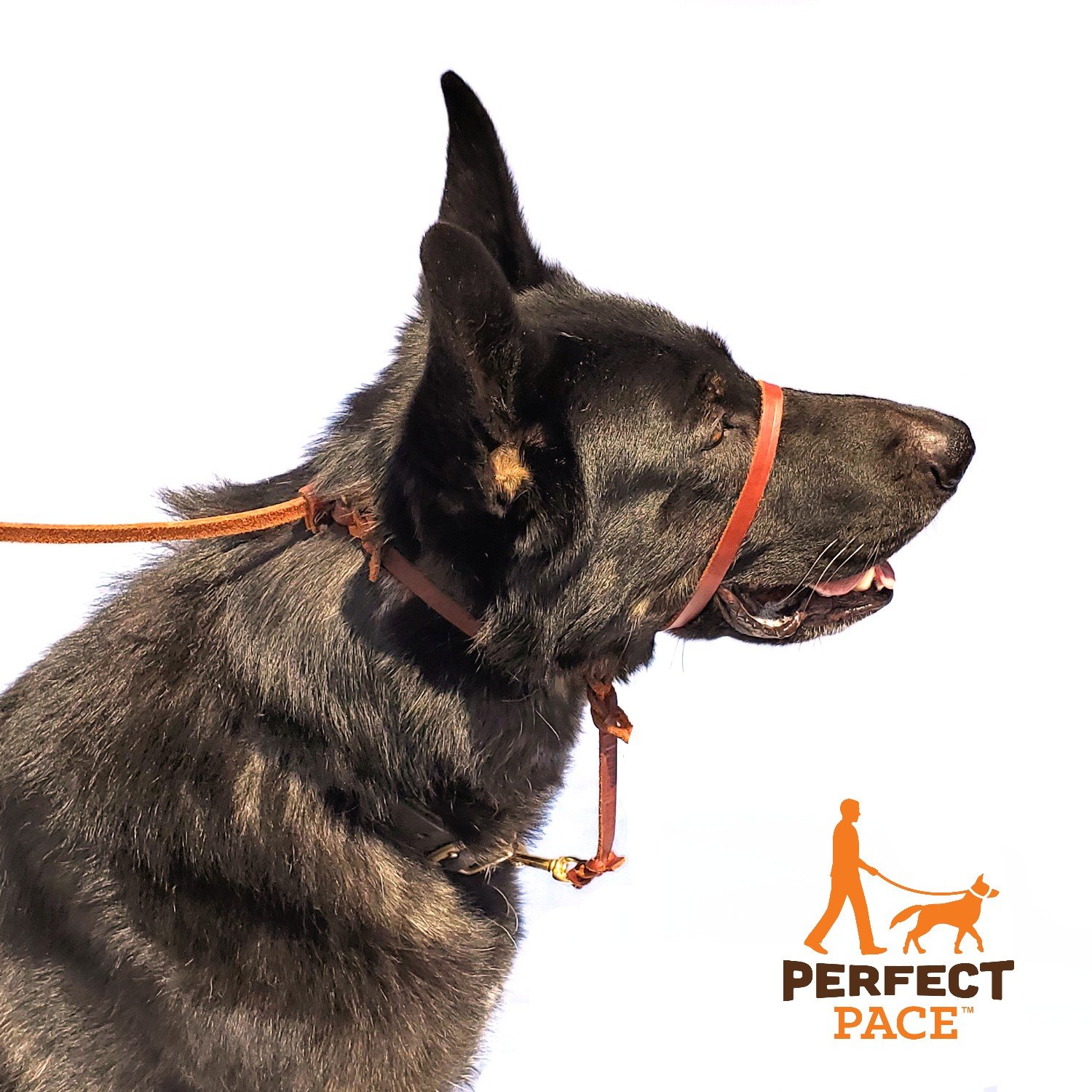 Dog Leash Training: What To Do About Your Dog’S Pulling