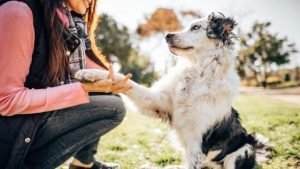 Dog Trainers Vs. Behaviorists: What’S Better for Your Dog?