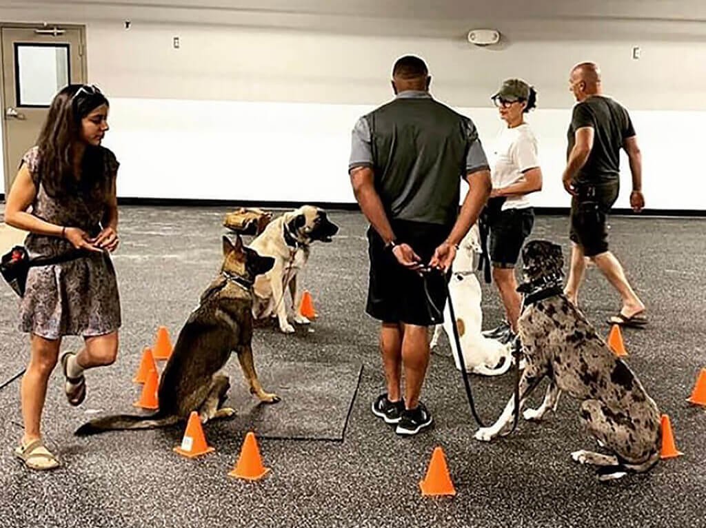 Dog Training Classes