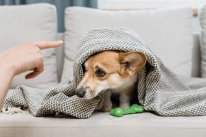 Dog Training: The Trouble With Punishment