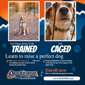 Everything You Need to Know About Puppy Training Classes