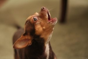 Disclaimers (DMCA) for https://hsacpet.com/ Excessive Dog Barking: What To Do When Your Dog Is Too Vocal