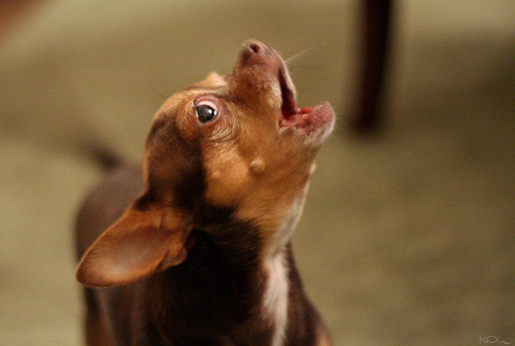 Disclaimers (DMCA) for http://hsacpet.com/ Excessive Dog Barking: What To Do When Your Dog Is Too Vocal