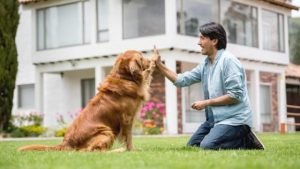 Disclaimer How a Dog Behaviorist Can Help Your Pup