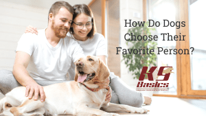 How Do Dogs Choose Their Favorite Person?